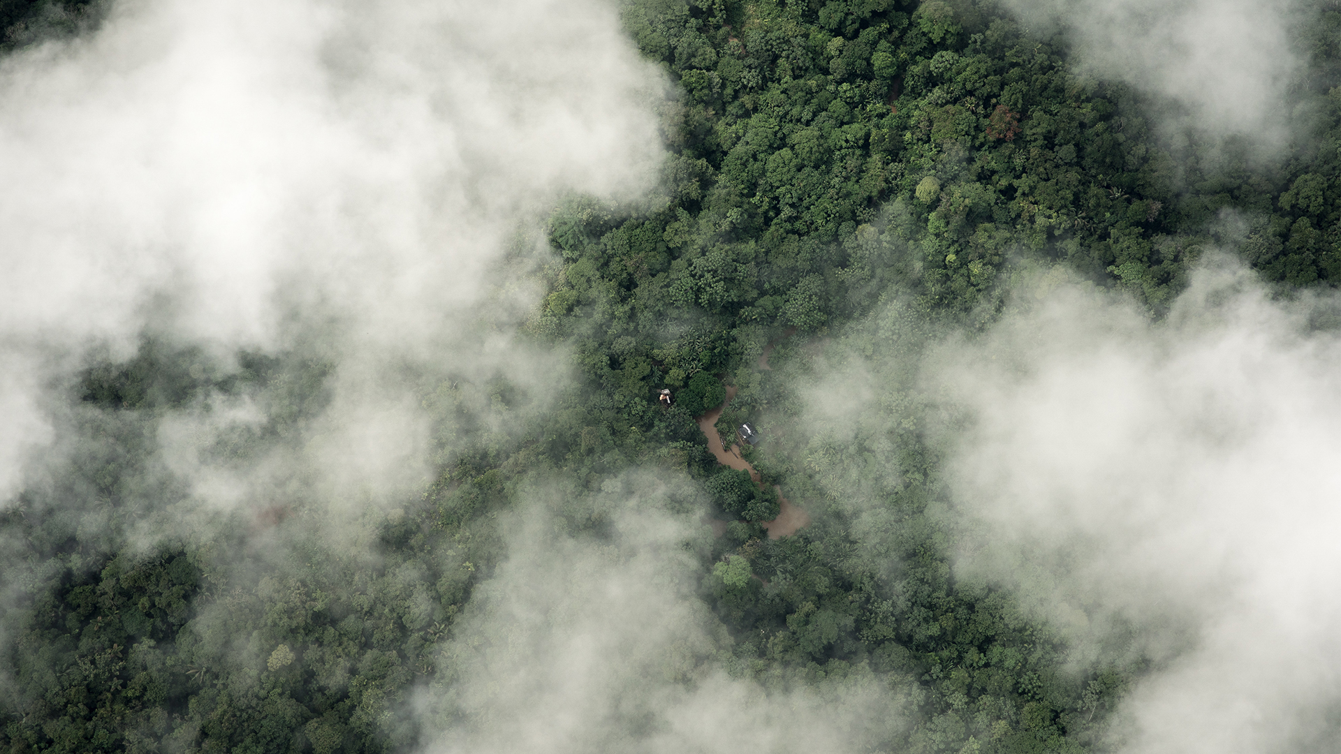 How artificial intelligence could save the  rainforest