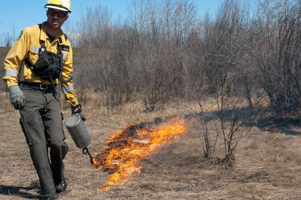 A firefighter lights a controlled burn near dried out bushes