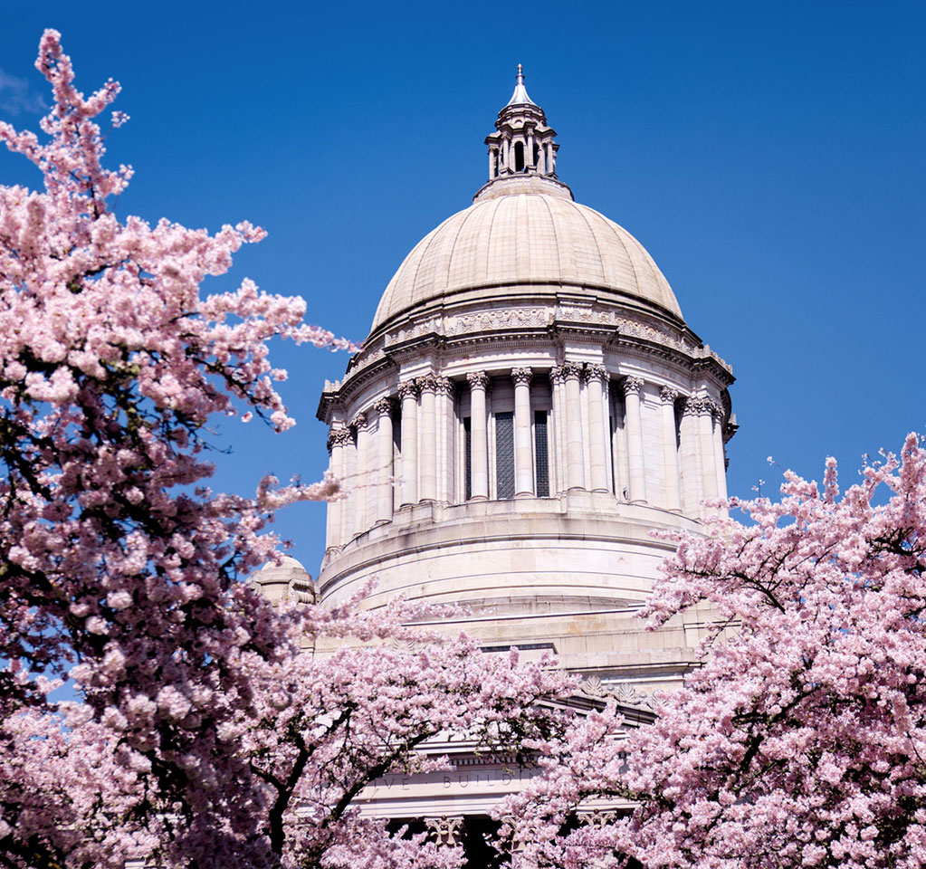 Washington state capitol building with cherry trees in bloom