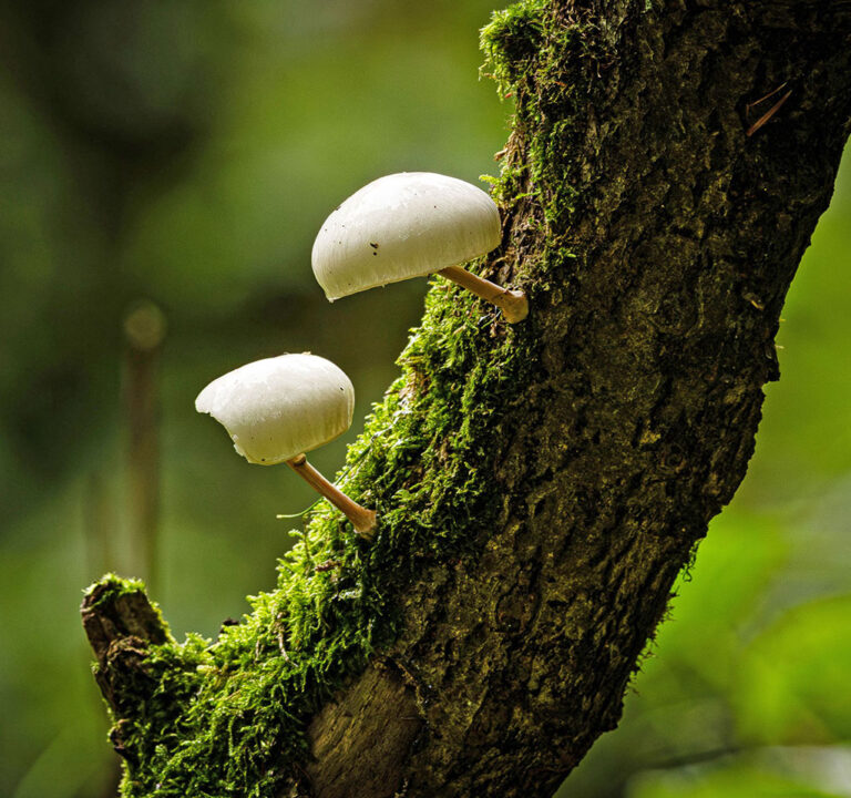 Two mushrooms growing on a tree branch
