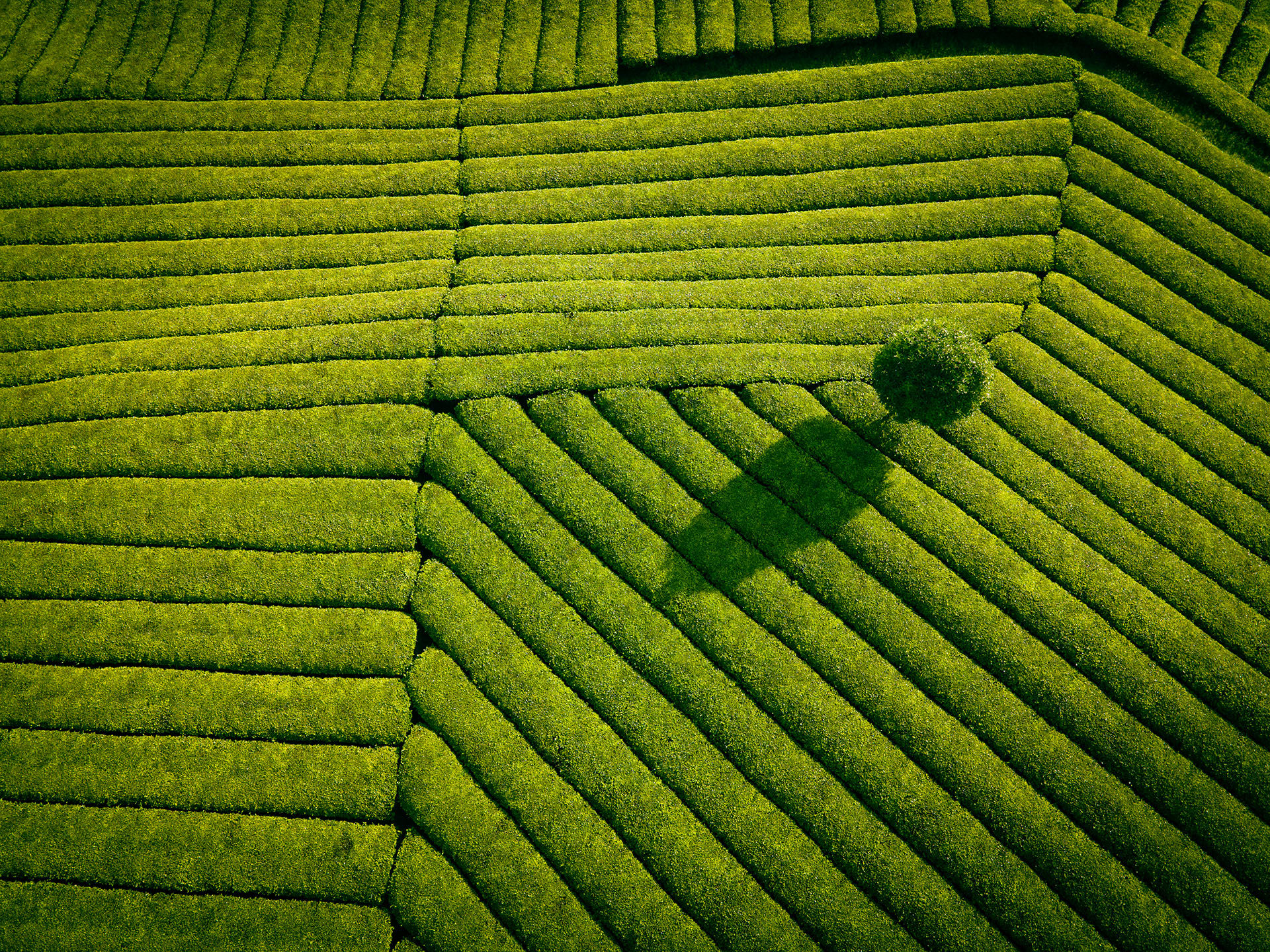 An aerial view of a lush green tea field.