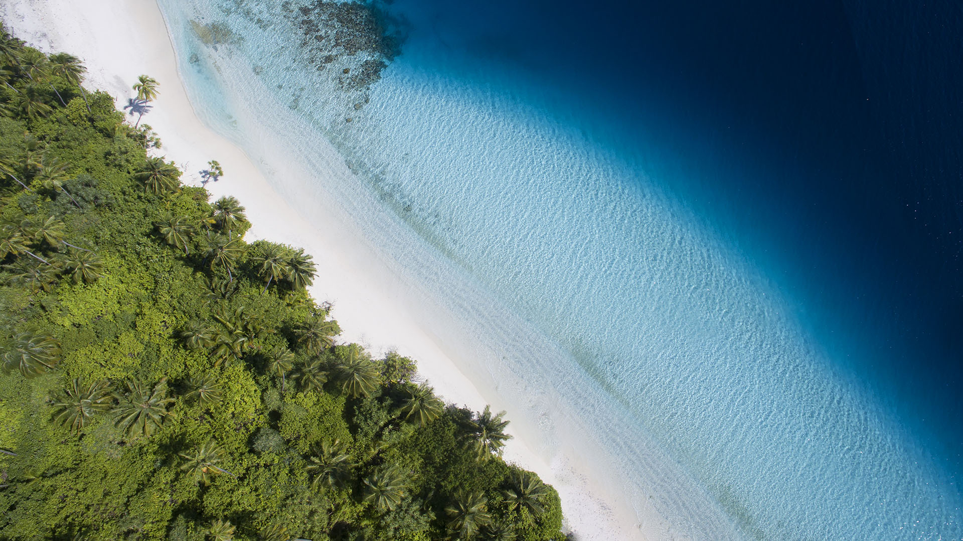 Aerial view of a tropical beach with white sand transitioning into clear turquoise water, surrounded by lush green palm trees and dense foliage.