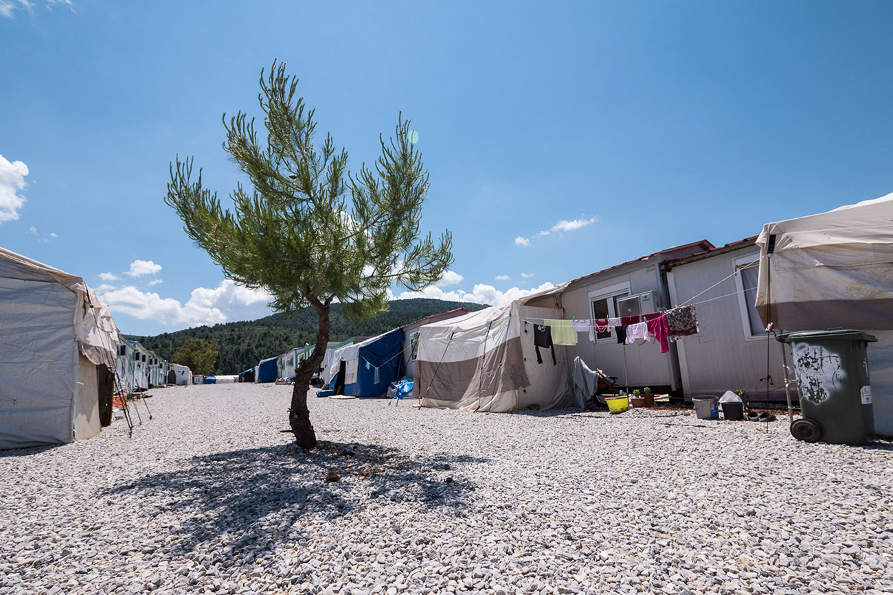 A tree grows within the refugee camp.