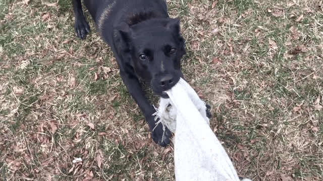 Гифка: собака зубами терзает полотно ткани