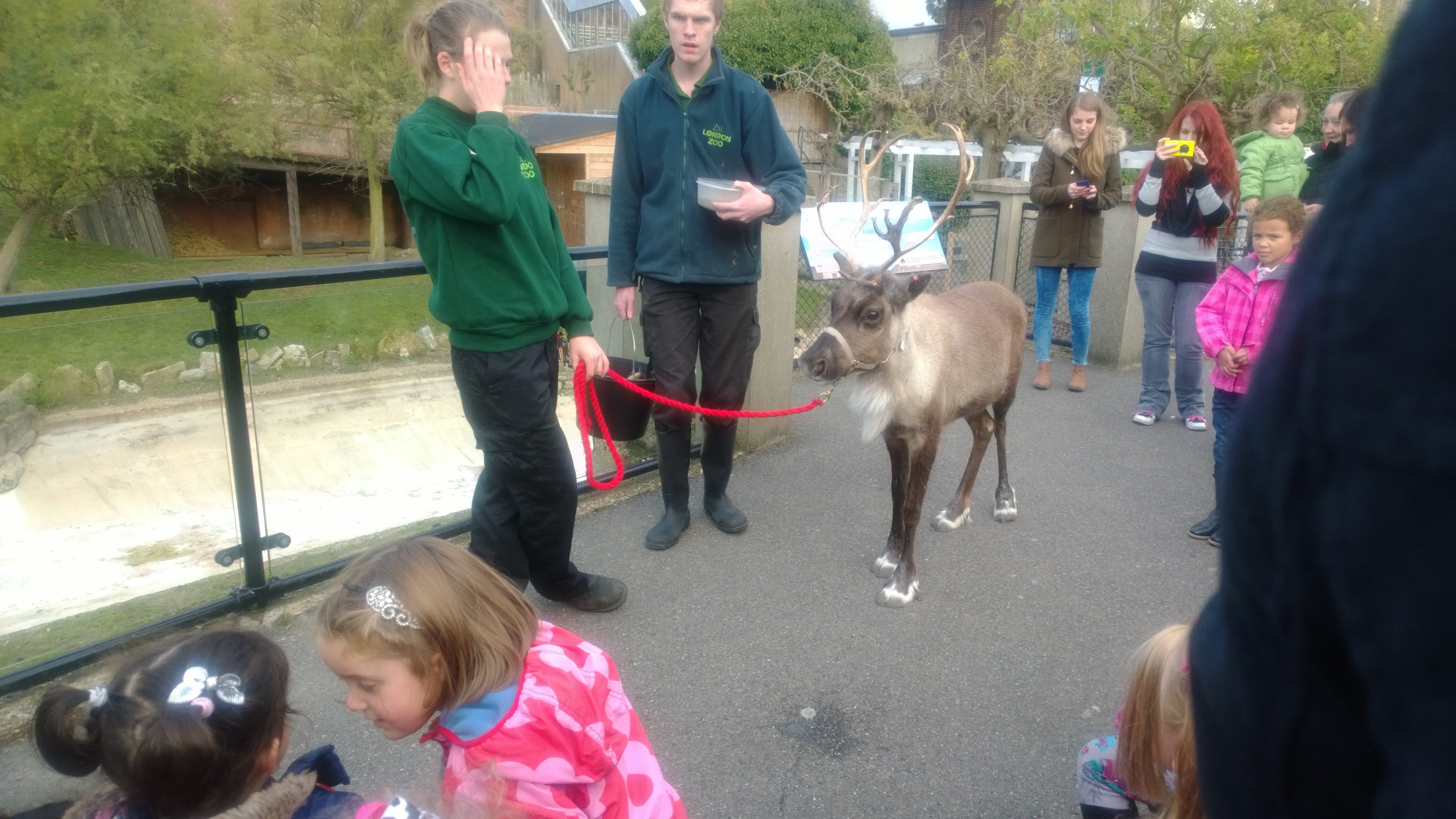 The reindeer came out to play at Londono Zoo