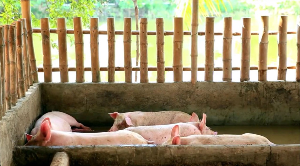 La aplicación Dr. Pig ayuda a los criadores independientes de cerdos en China a decidir los tipos y cantidades de cerdos que maximizarán sus ganancias con el menor riesgo posible para que puedan llevar su granja de manera más eficiente.