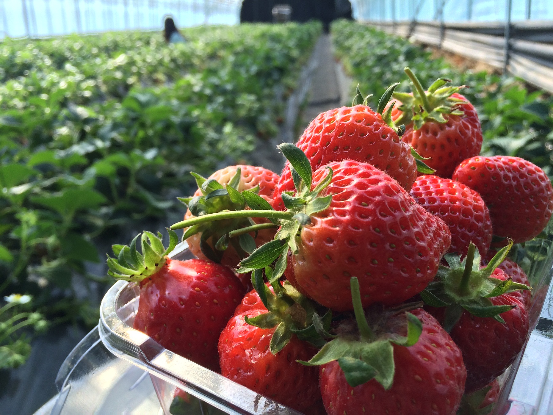 마이크로소프트 애저 기반 IoT 딸기 재배 시스템