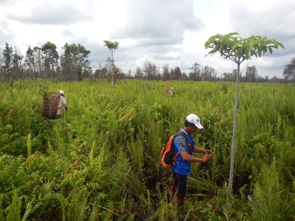 Los miembros de la comunidad plantan semillas en la Reserva de Biodiversidad de Rimba Raya. Imagen cortesía del Equipo en Campo para Rimba Raya de Infinite Earth. 