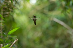 Un colibrí en la Reserva Costera Valdiviana de Chile. © Matias Pinto para The Nature Conservancy / © 2014 The Nature Conservancy