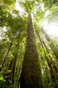 The Valdivian Coastal Reserve is home to some of the oldest and tallest trees in South America. (Credit: © Matias Pinto for The Nature Conservancy / © 2014 The Nature Conservancy)
