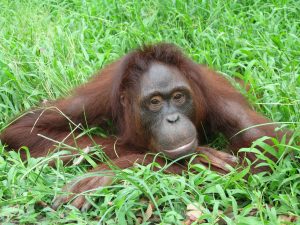 One of the goals of the Rimba Raya Biodiversity Reserve is to protect orangutans like this one.