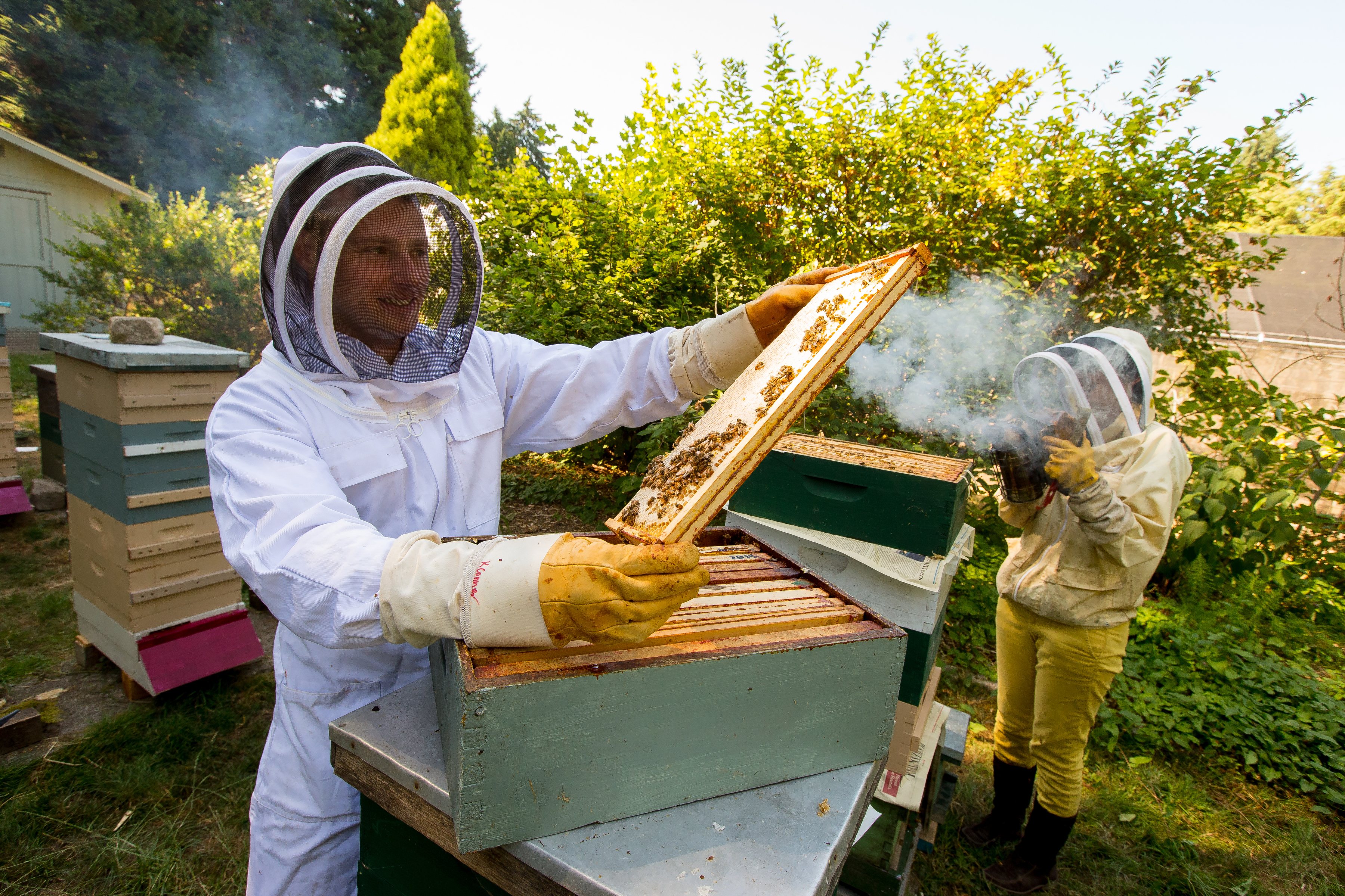 James O’Gorman inspects a frame of honeycomb at the Puget Sound Beekeeper Association’s apiary, located at the Washington Park Arboretum. (Photo credit: Scott Eklund/Red Box Pictures.)