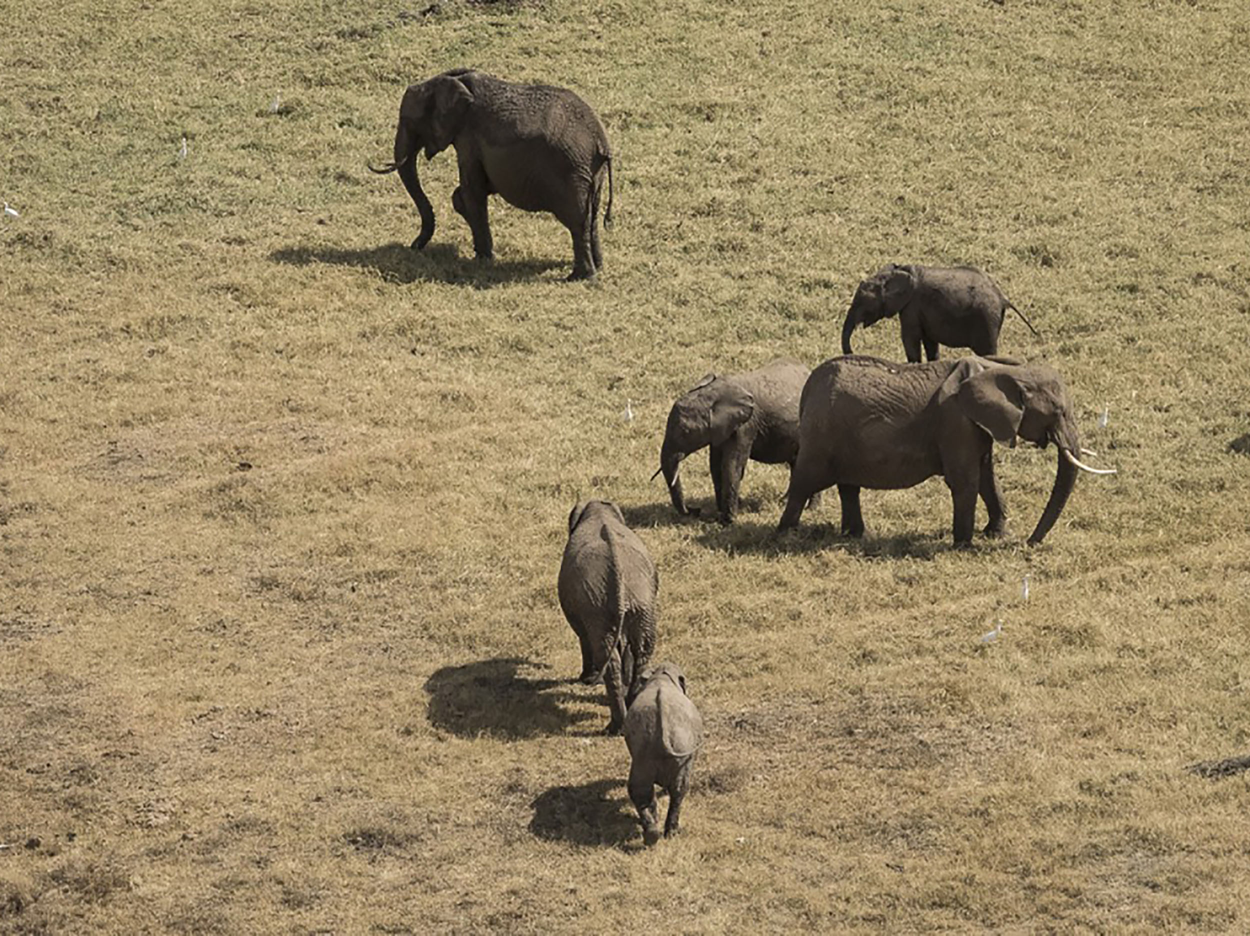 Ol Pejeta: The promise of conservation and the cloud
