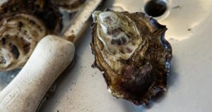 barilla-bay-oysters-1024x543