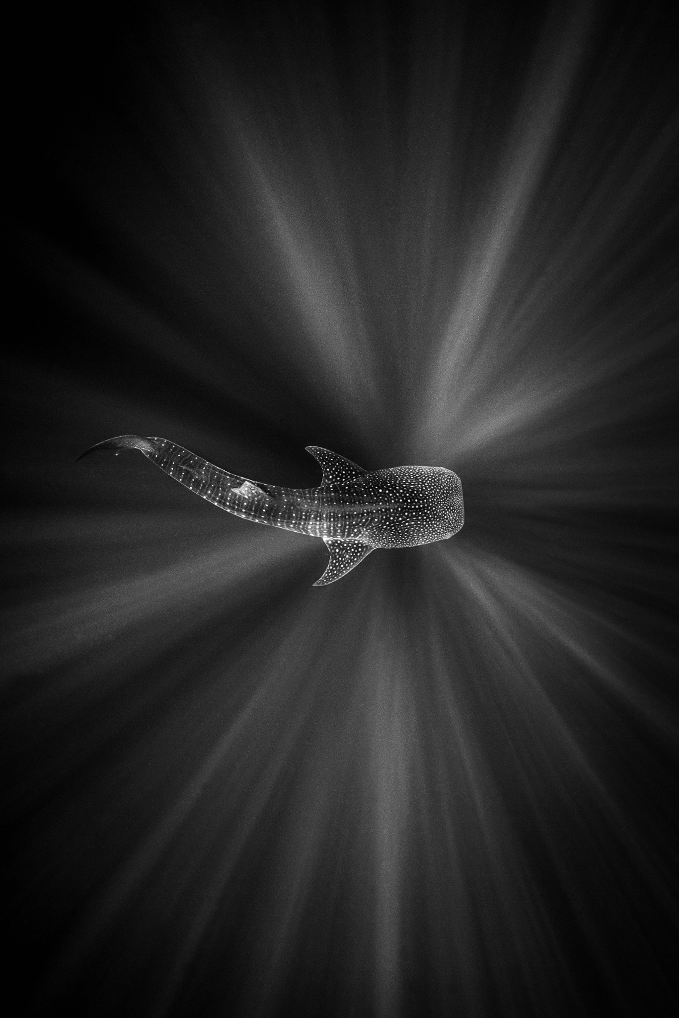 Whale shark with lines of light refracting around it