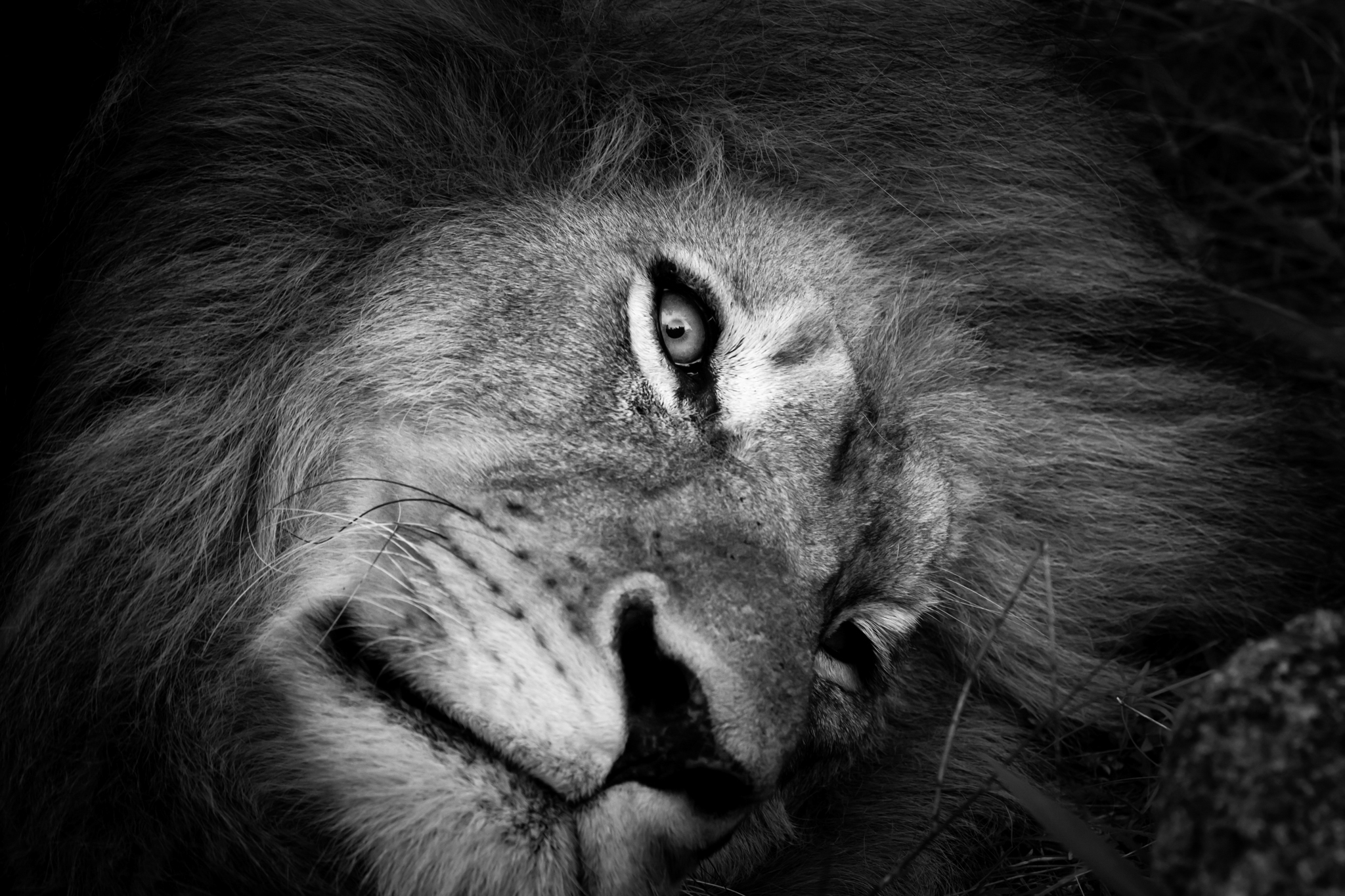 Close-up of a lion's face