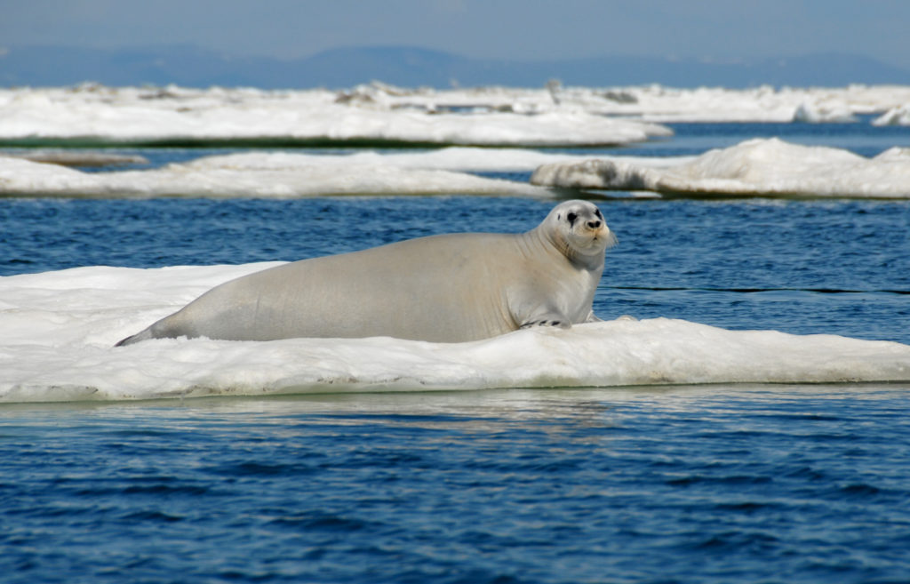A large white seal suns itself on ice amid a blue sea