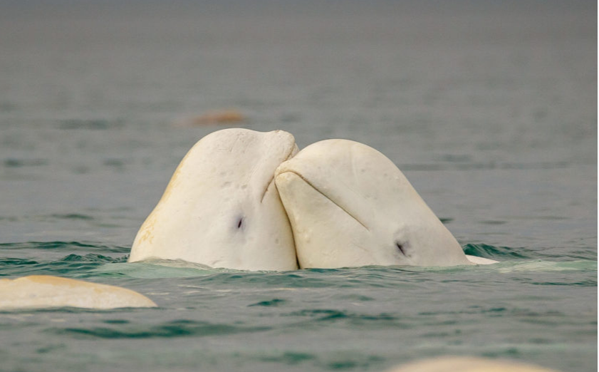 Two beluga whales poke their heads above the water.