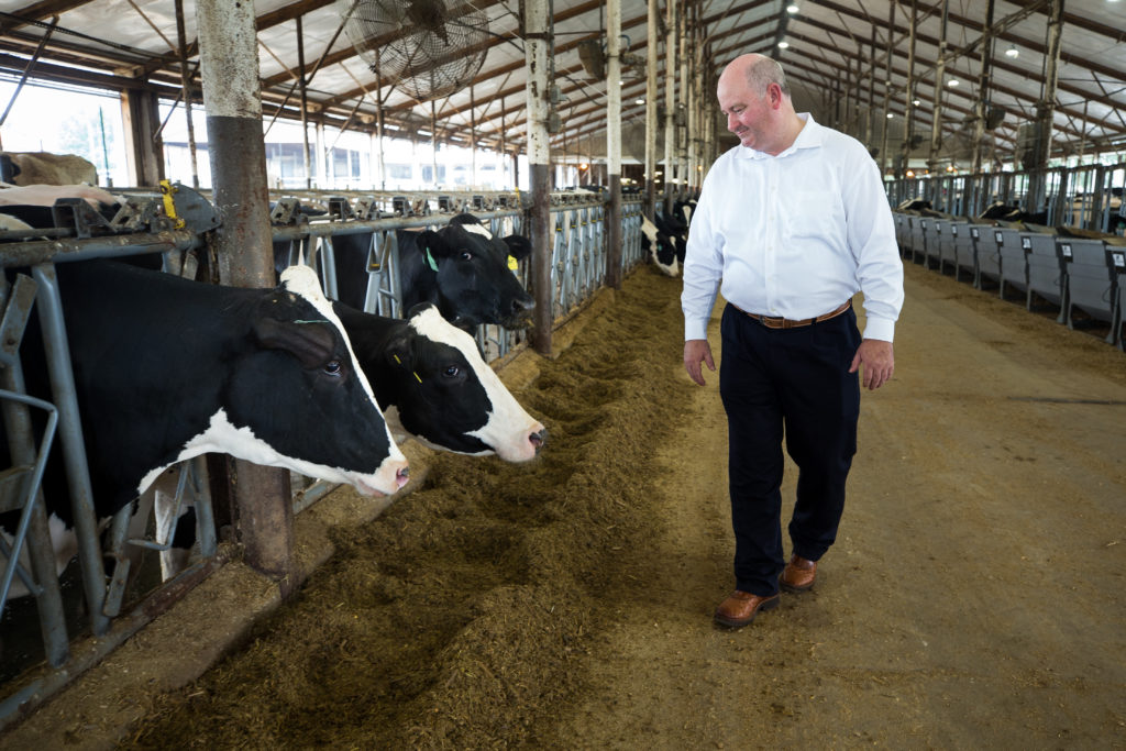Photo of Michael Buser, the USDA's national program leader for engineering, walking past a pen of cows in a barn at the USDA research farm in Beltsville.