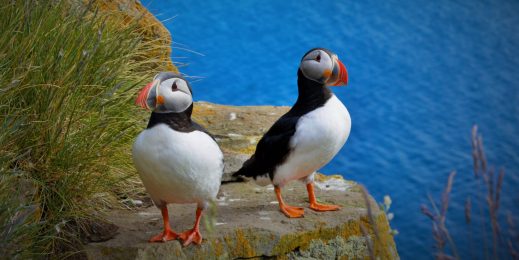 Two puffins standing on a rock