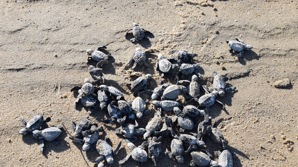 Dozens of baby turtles emerge from a nest in the sand
