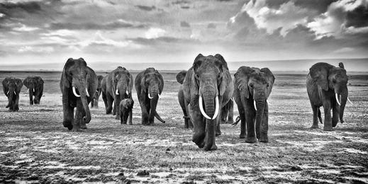 Photo of herd of elephants