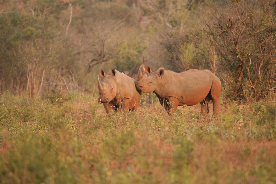 1. Rhinos in the African bushveld
