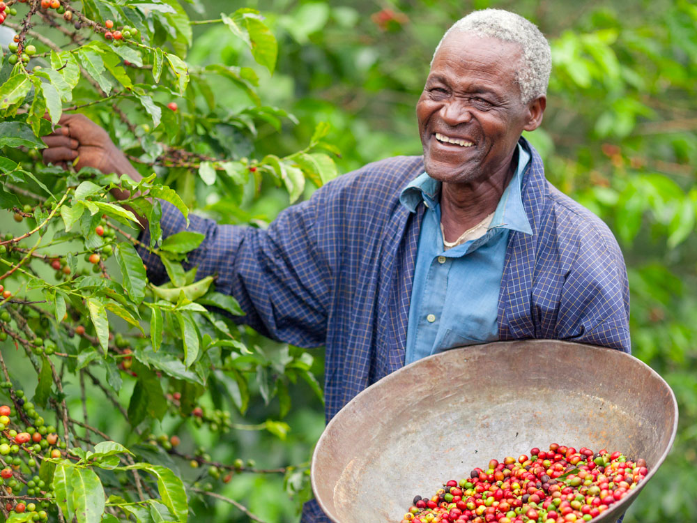 Farmer picking fresh coffee beans on plantation in Africa