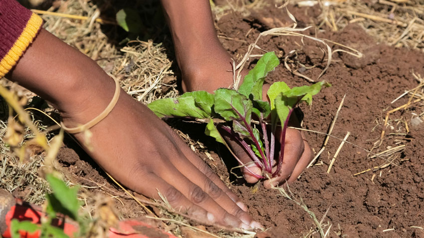 African hands plant crops in field.