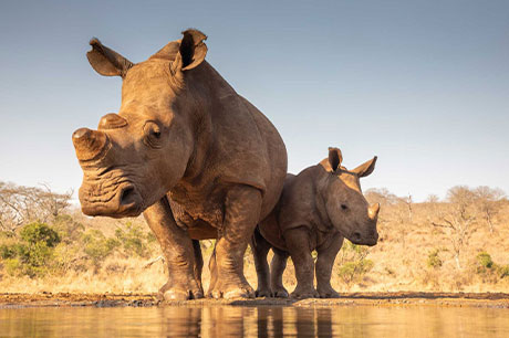 A white rhinoceros and her calf stand before a watering hole.
