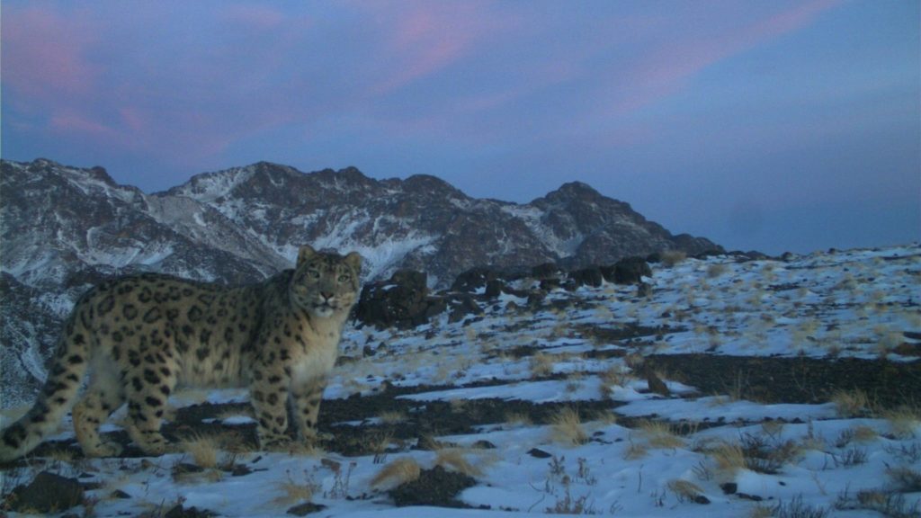 a snow leopard with mountain in the background