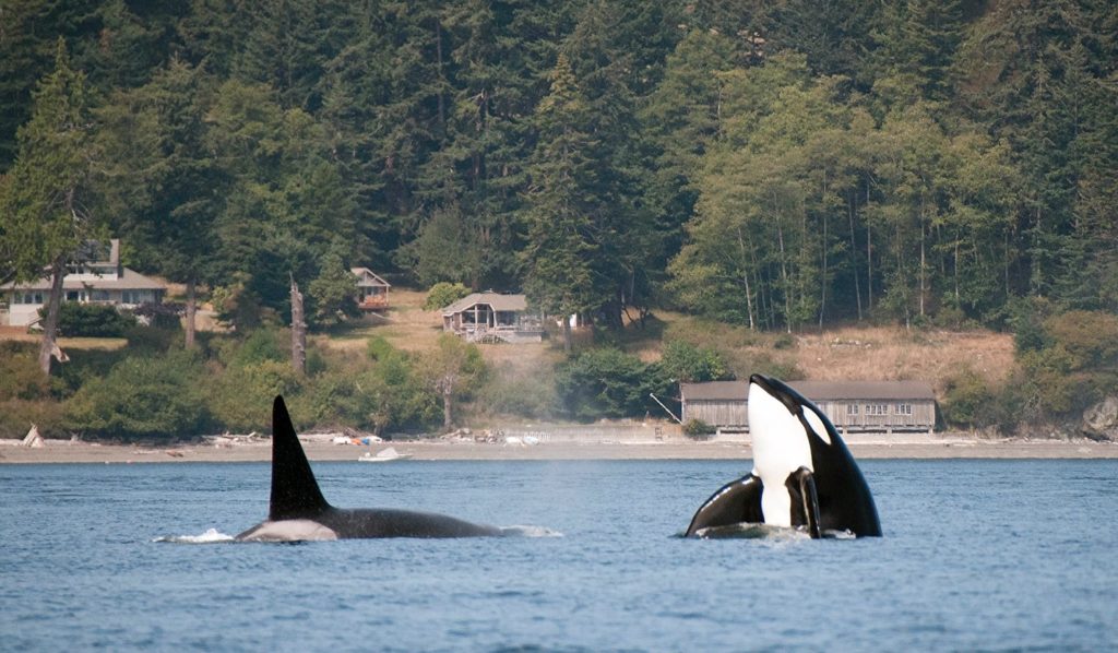 orcas in the wild