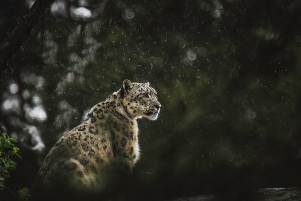 a snow leopard in the wild