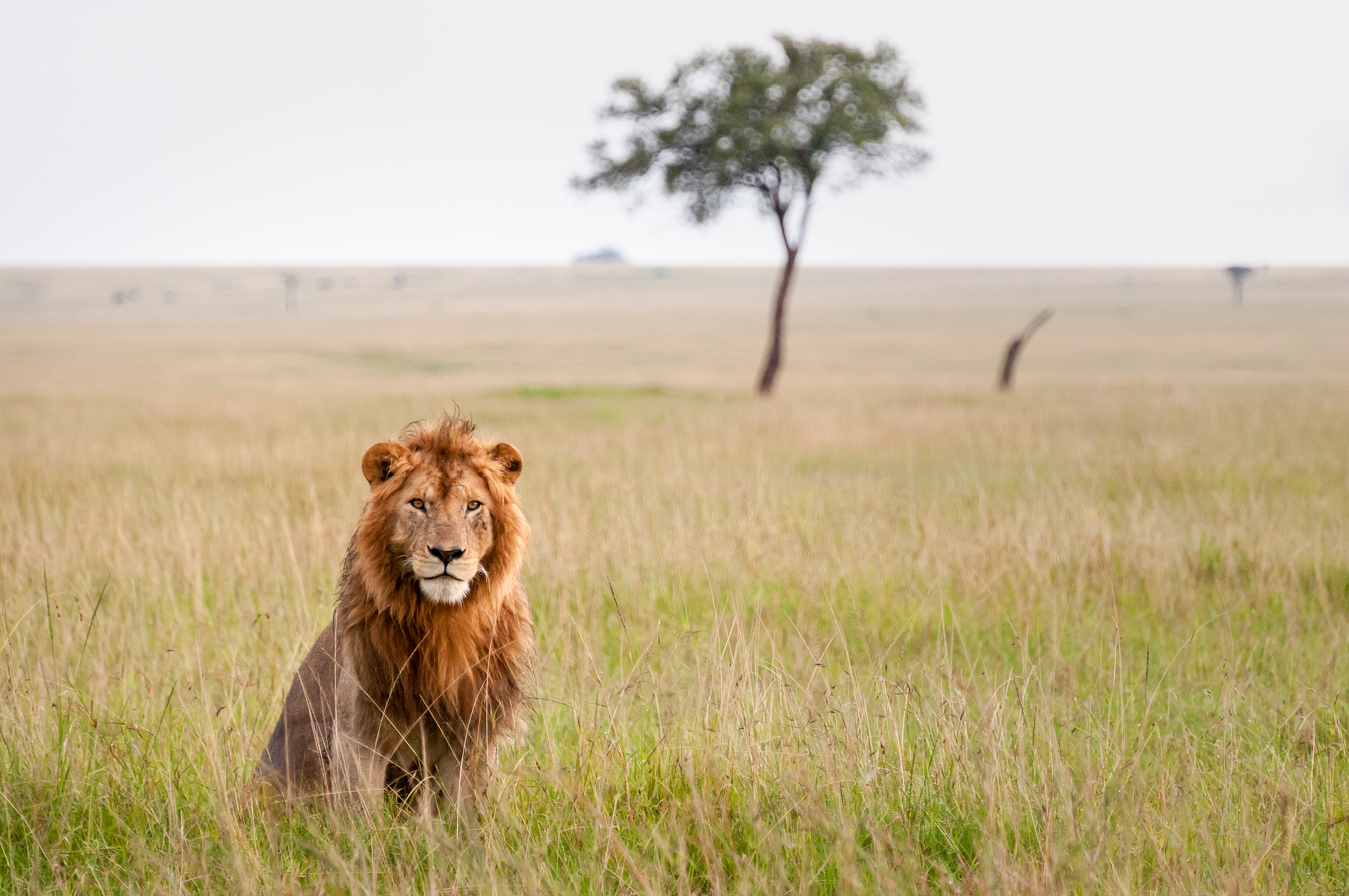 Lion sitting on grass, Masai Mara, Kenya