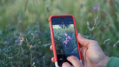 Using iNaturalist app to identify a flower