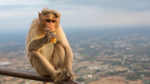 A monkey eating fruit