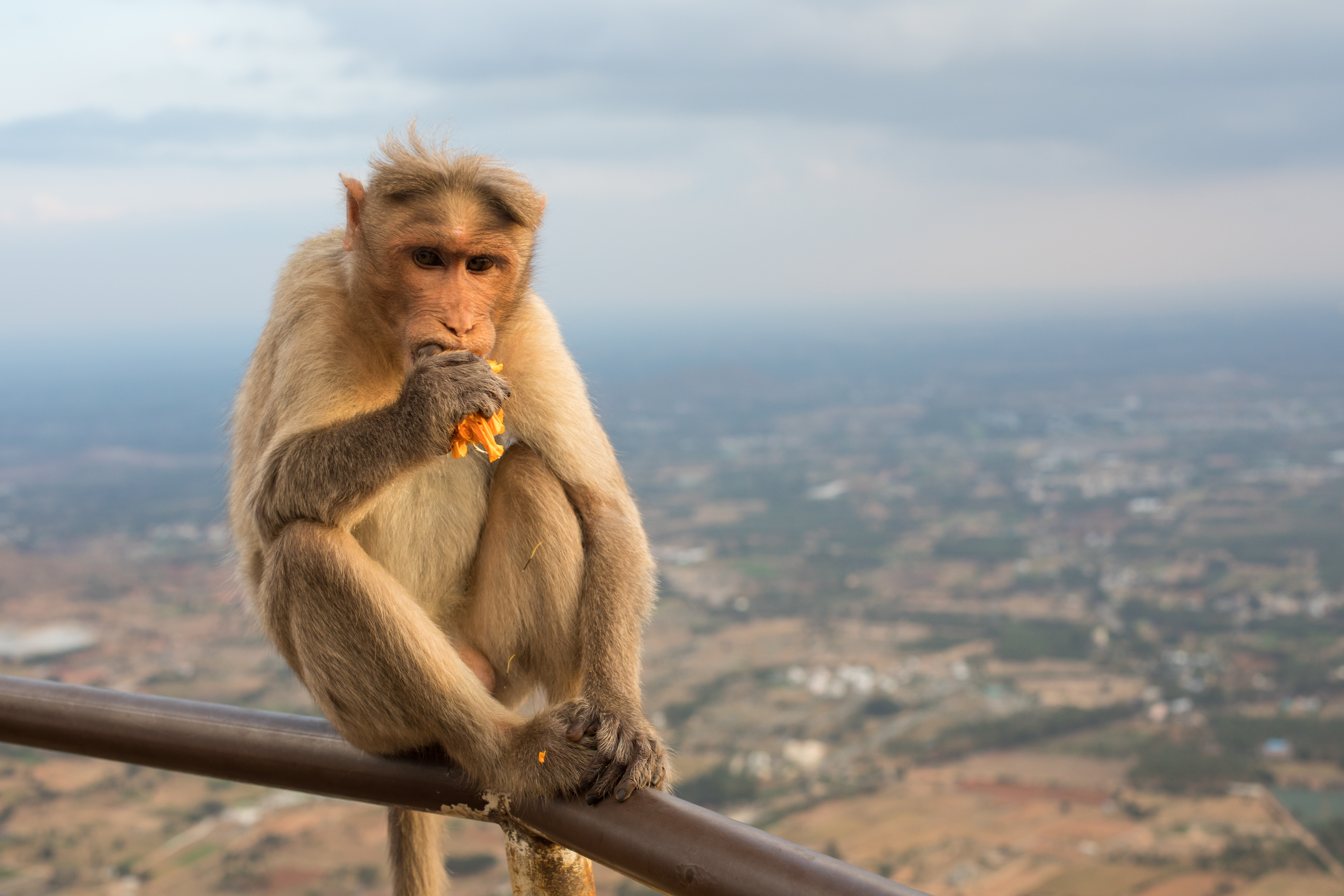 How AI is helping track the growing monkey population in India – On the  Issues