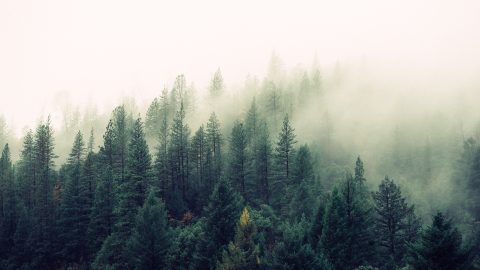 A forest in fog