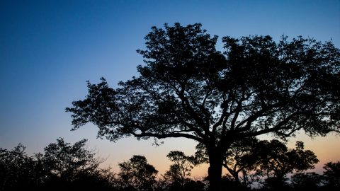 a tree at sunset in south africa