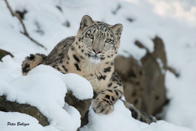 How Snow Leopard Selfies And Ai Can Help Save The Species From Extinction Transform