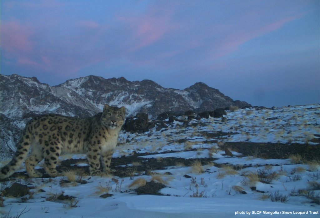 snow leopard stands on snowy, mountainous terrain