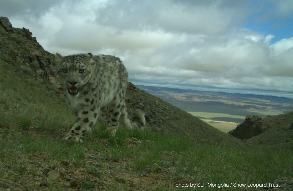 snow leopard walks on grassy terrain