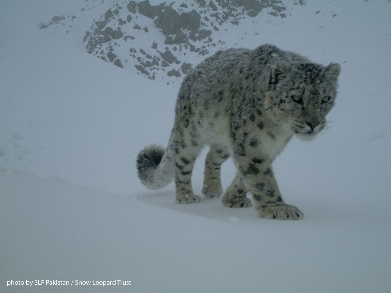 snow leopard walks in snow