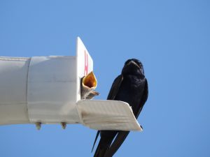 A purple martin mother and her chick perch on their smart birdhouse.
