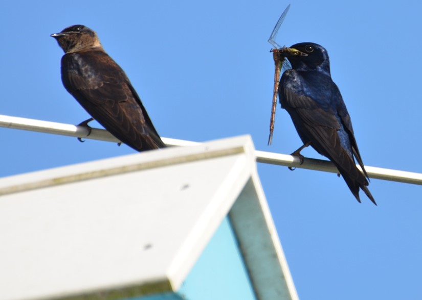 A purple martin feasts on a recently caught dragonfly.