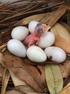 A newly hatched chick surrounded by purple martin eggs.