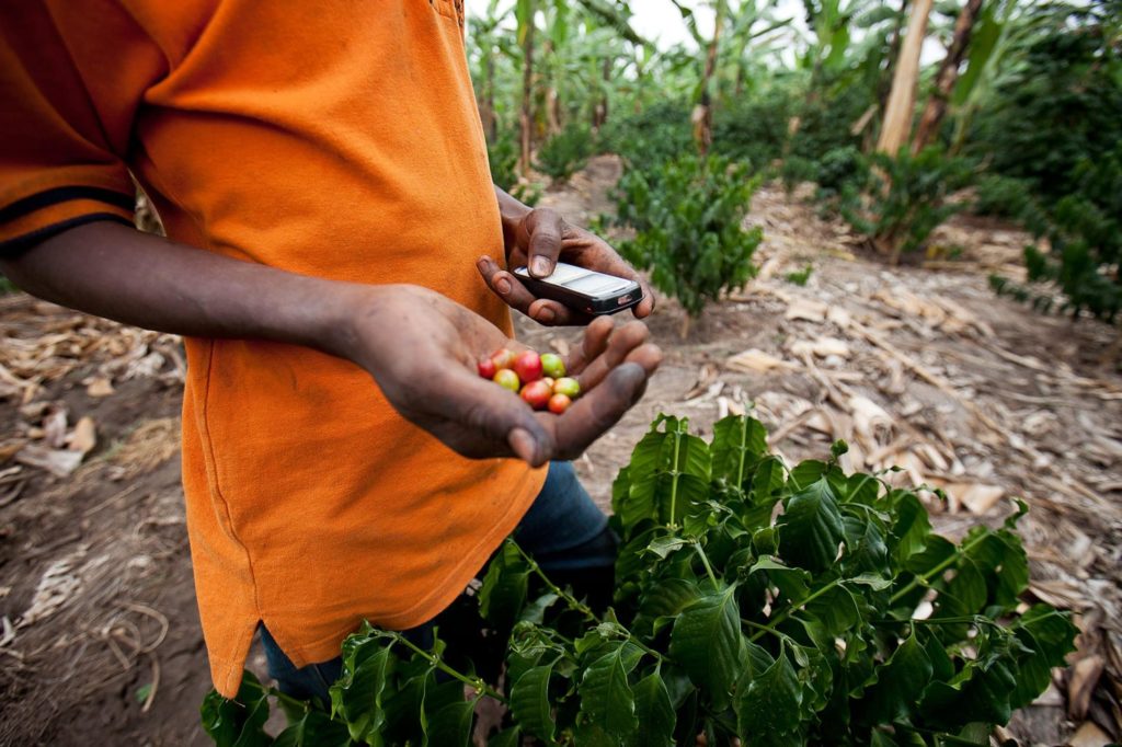 A farmer holds coffee beans in one hand and a mobile phone in the other.