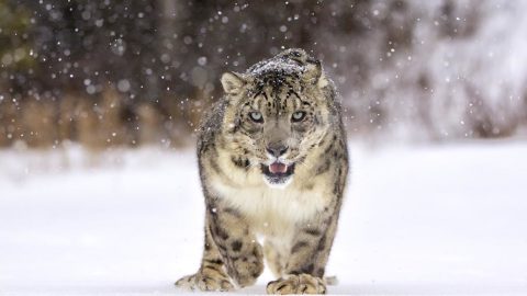 The Snow Leopard Trust helps protect a threatened species with Microsoft AI