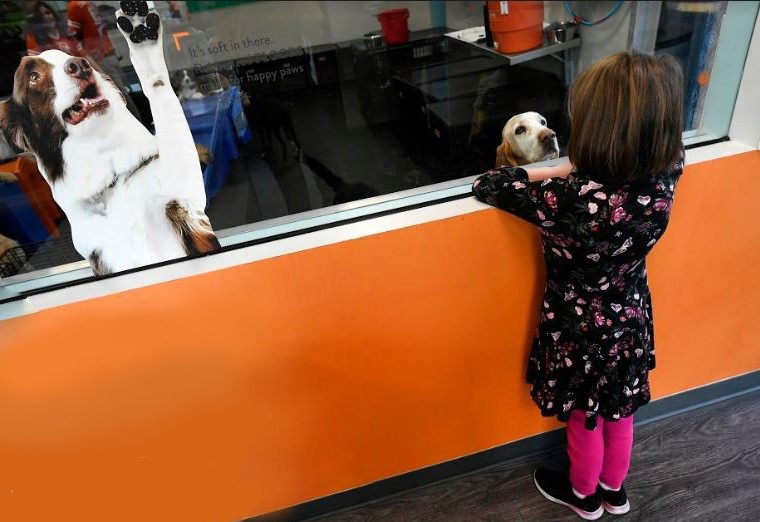 https://cloudblogs.microsoft.com/industry-blog/telecommunications/2020/02/21/three-ways-to-achieve-more-with-microsoft-intelligent-telecommunications/small girl looks through a window into a playroom at Dogtopia of Fort Collins as a basset hound looks out at the girl. 