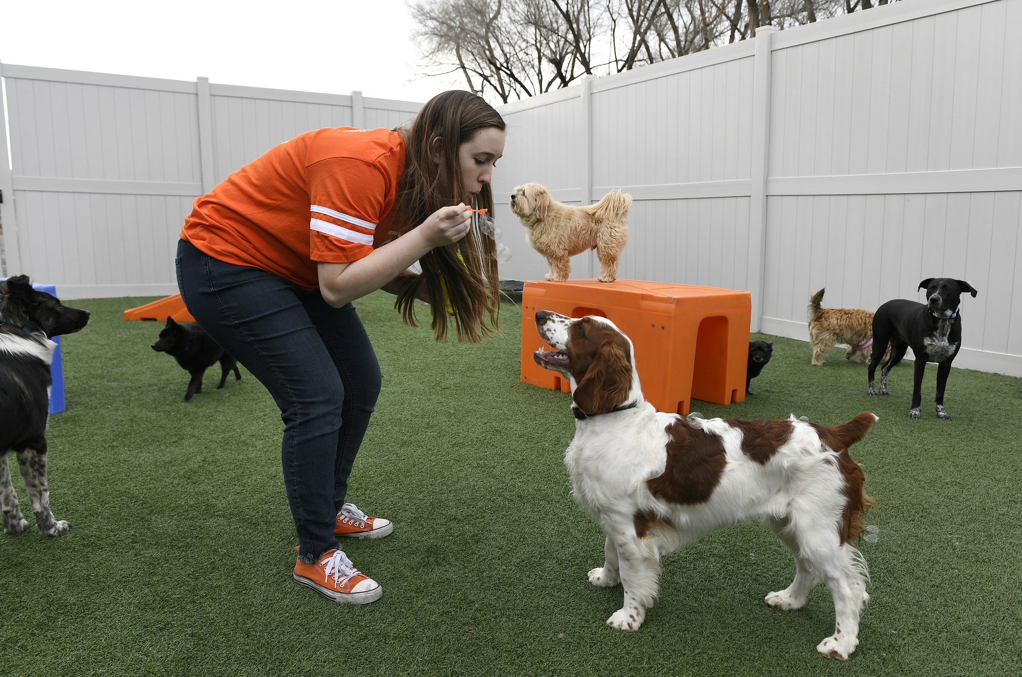 Dogtopia franchise owner Ashley Todd blows bacon flavored edible bubbles for dogs in the outside play area at Dogtopia in Fort Collins, Colorado.